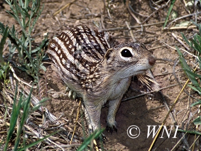 Spermophilus tridecemlineatus, Thirteen-lined Ground Squirrel
